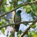 Asian Emerald Cuckoo - Photo (c) Josh, some rights reserved (CC BY-NC), uploaded by Josh