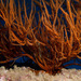 Black Corals - Photo (c) 104623964081378888743, some rights reserved (CC BY-NC), uploaded by 104623964081378888743