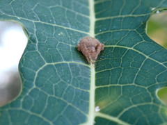 Eriophora ravilla image