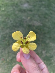Senna siamea