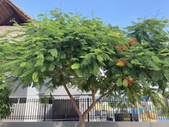 Delonix regia