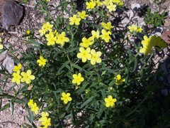 Lithospermum mirabile