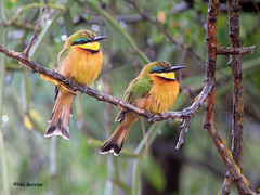 Merops pusillus cyanostictus