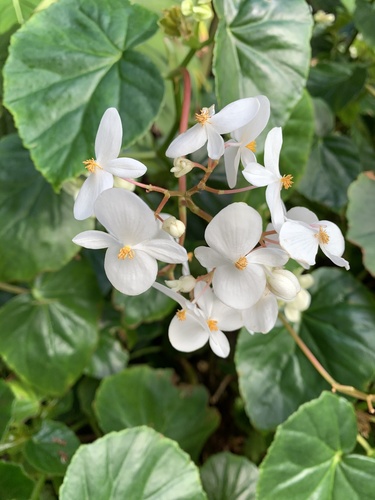 Begoniaceae image
