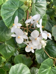Image of Begonia obliqua