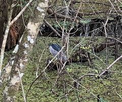 Nycticorax nycticorax image