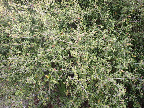 Quercus myrtifolia image