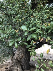 Quercus agrifolia