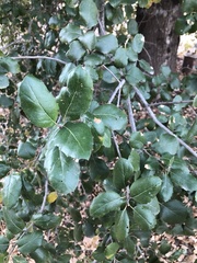 Quercus agrifolia