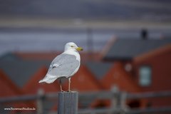 Larus glaucoides glaucoides