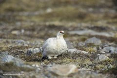 Lagopus muta hyperborea