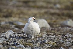 Lagopus muta hyperborea