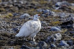 Lagopus muta hyperborea