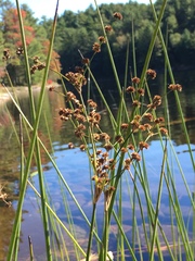 Juncus militaris