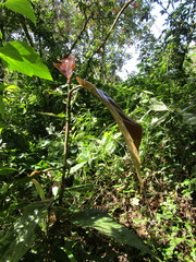 Coccoloba barbadensis