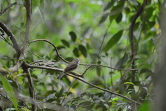 Myiophobus fasciatus