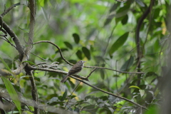 Myiophobus fasciatus