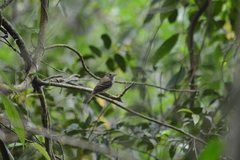 Myiophobus fasciatus