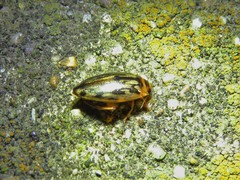 Coptotomus
