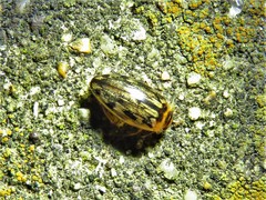 Coptotomus