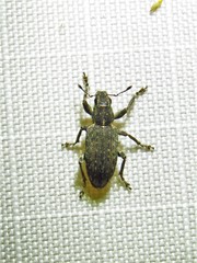 Sitona californius
