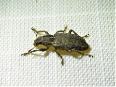 Sitona californius