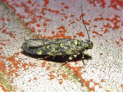 Chionodes bicostomaculella