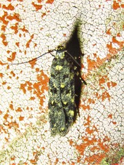 Chionodes bicostomaculella