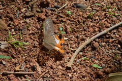 Pierella nereis