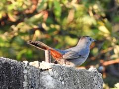 Dumetella carolinensis