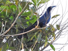 Quiscalus mexicanus