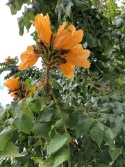 Spathodea campanulata