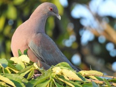 Patagioenas flavirostris