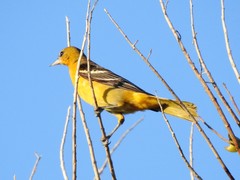 Icterus