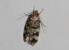 Barea subviridella