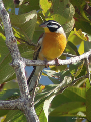 Emberiza flaviventris kalaharica