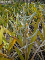 Wittmackia lingulatoides