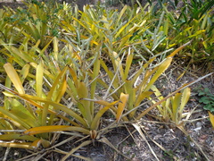 Wittmackia lingulatoides