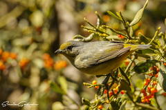 Euphonia affinis