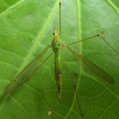 Leptotarsus holochlorus