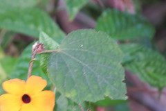 Thunbergia alata image