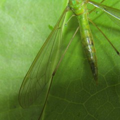Leptotarsus holochlorus