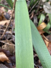 Iris foetidissima
