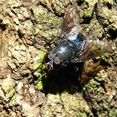 Calliphoroides antennatis