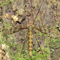Austrolimnophila argus