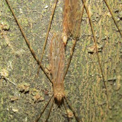 Austrolimnophila crassipes