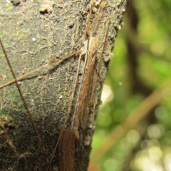 Austrolimnophila crassipes