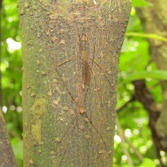 Austrolimnophila crassipes