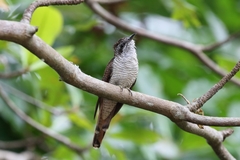 Cacomantis sonneratii