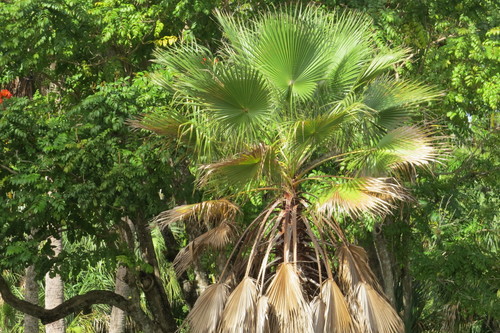 Washingtonia robusta